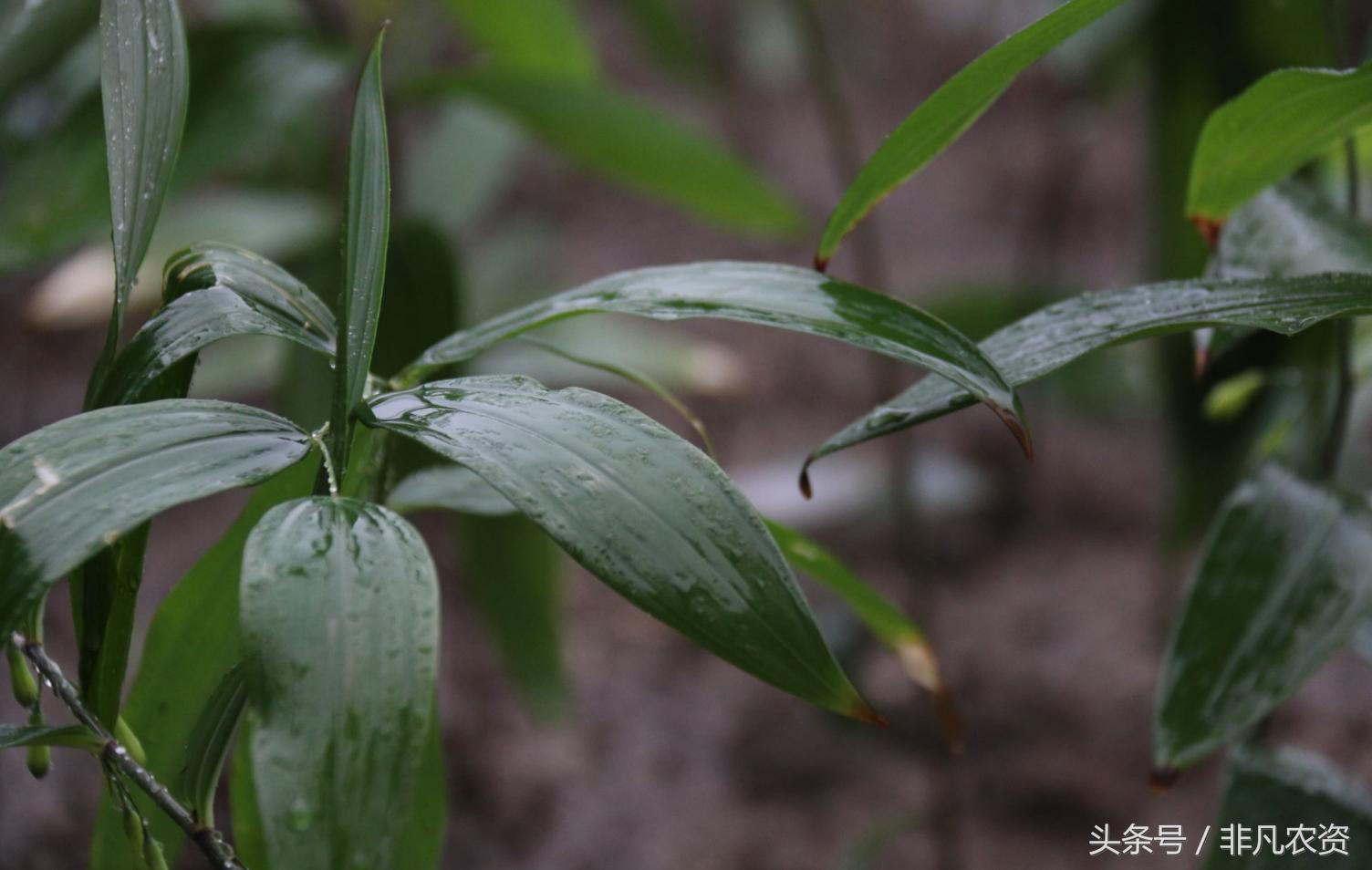 种植这三种药材见效快收益高,这些稀缺的药材农户可以种植吗