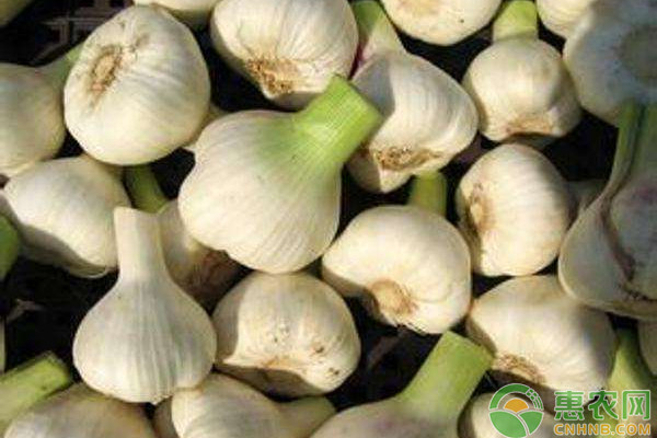 今日大蒜价格多少钱一斤?5月23日全国大蒜价格行情预测