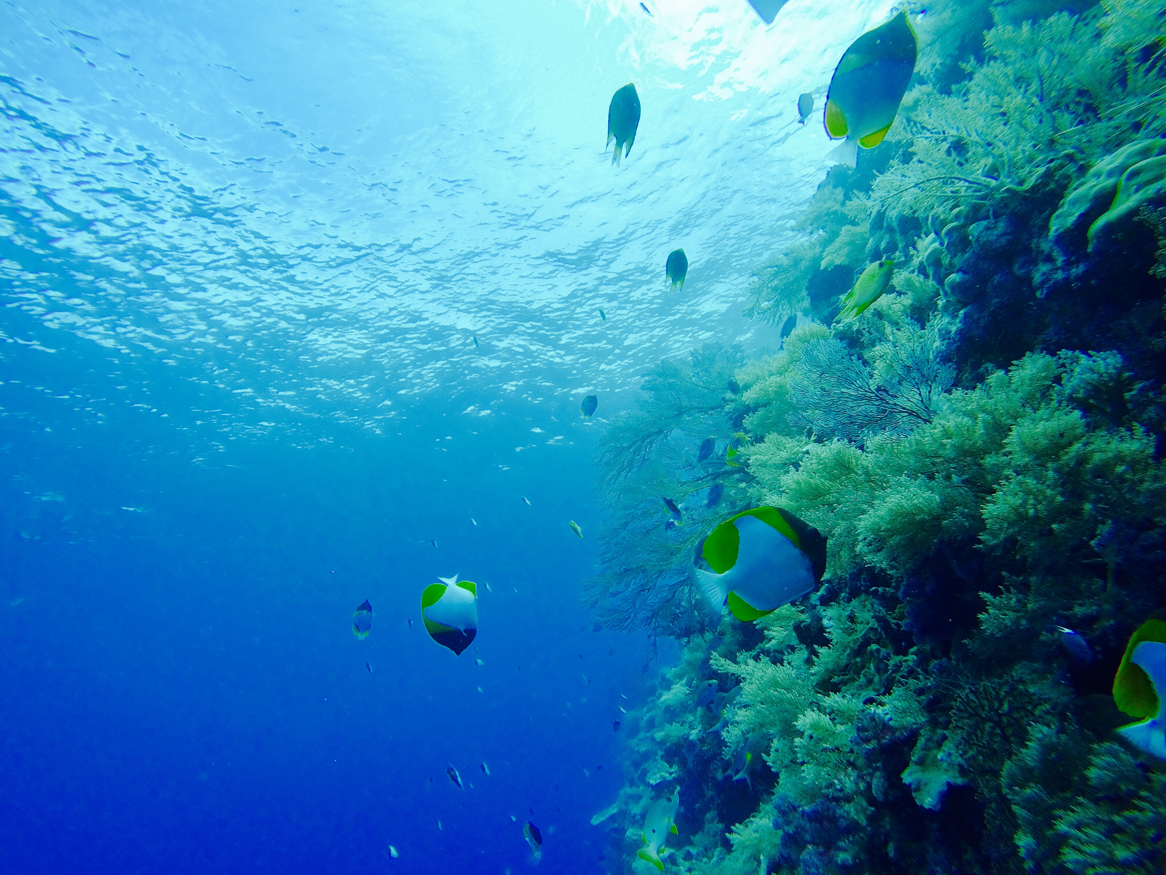海岛国家｜帕劳最经典的浮潜点也是最值得一去的地方！