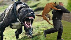 入室盗窃被狗咬死的狗狗没事吧,盗窃被狗咬死后续狗狗怎么样了