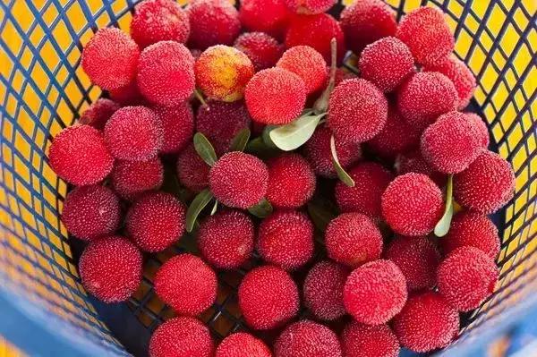 又到一年杨梅季完整视频,又到一年杨梅季