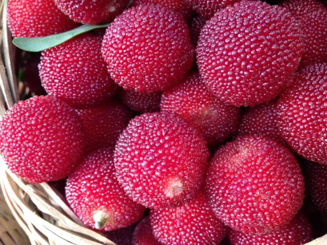 又到一年杨梅季完整视频,又到一年杨梅季