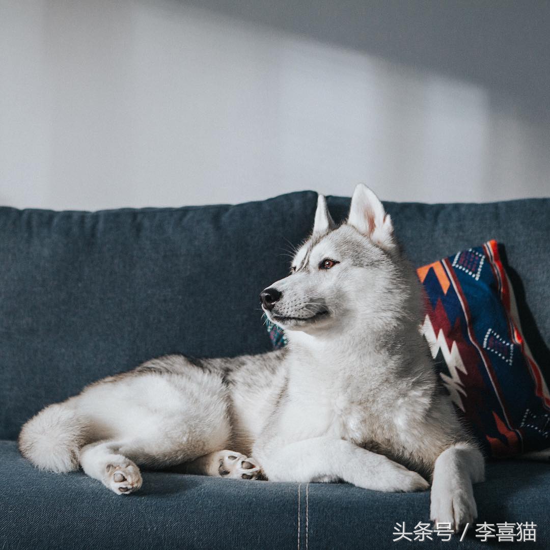 哈士奇中的高颜值存在，这清秀甜美的相貌真的是二哈界的一股清流