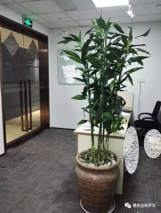 富贵竹叶子发黄喷营养液,富贵竹一浇水叶子就蔫