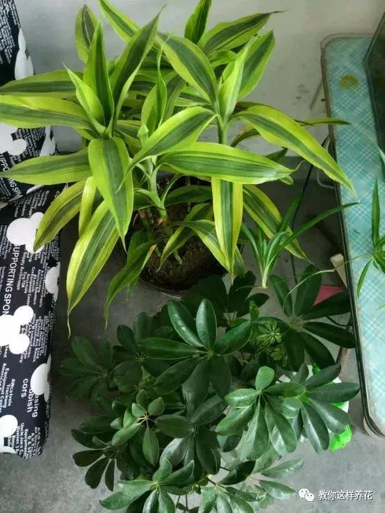 富贵竹节节高黄叶怎么办,节节高富贵竹枯萎黄叶