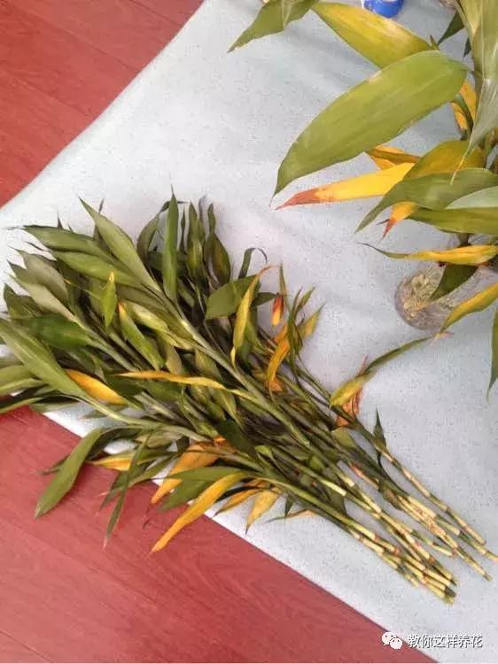 富贵竹叶子发黄喷营养液,富贵竹一浇水叶子就蔫