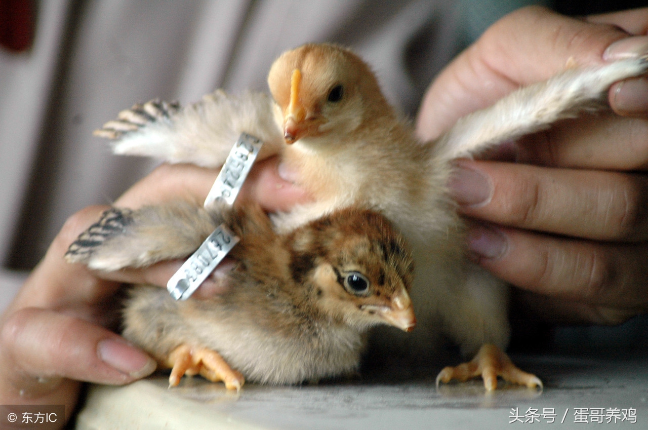 腺肌胃炎的鸡怎样治疗,养鸡怎么治疗鸡胃炎