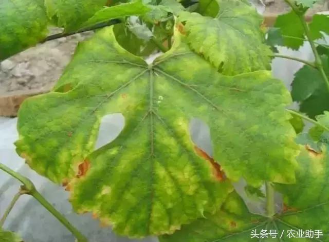 葡萄黄化枯叶怎么回事,葡萄叶尖枯叶是怎么回事