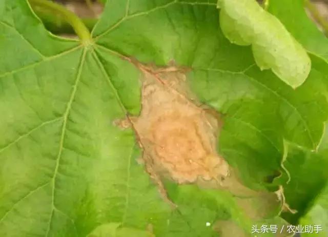 葡萄黄化枯叶怎么回事,葡萄叶尖枯叶是怎么回事