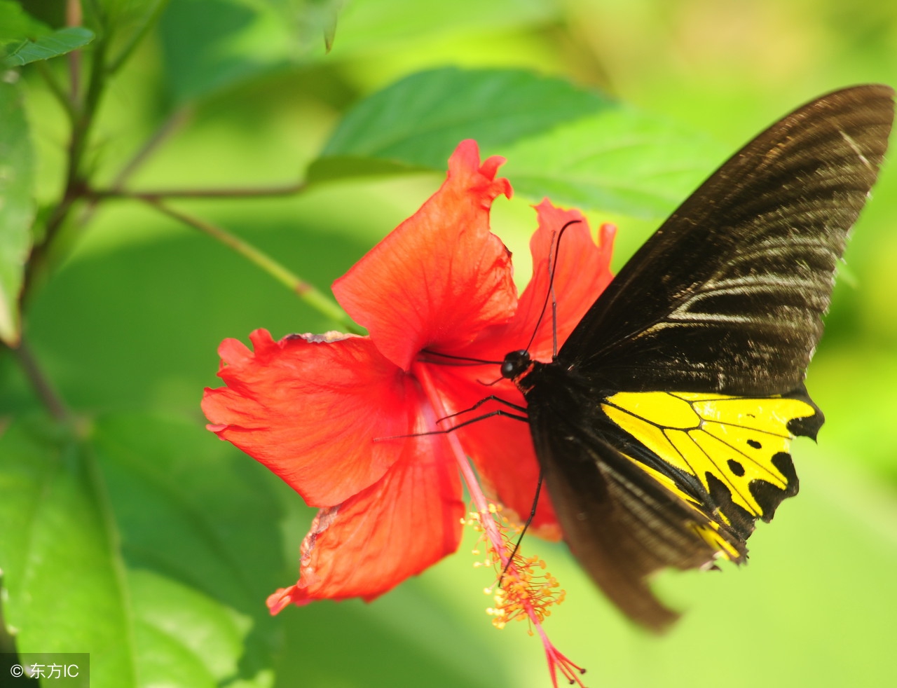 文学作品里的借物喻人,浅谈象征与借物喻人的异同