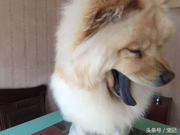 300块买一只萨摩耶朋友圈笑炸了,网购萨摩耶