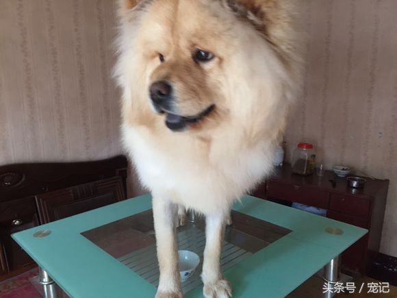 300块买一只萨摩耶朋友圈笑炸了,网购萨摩耶