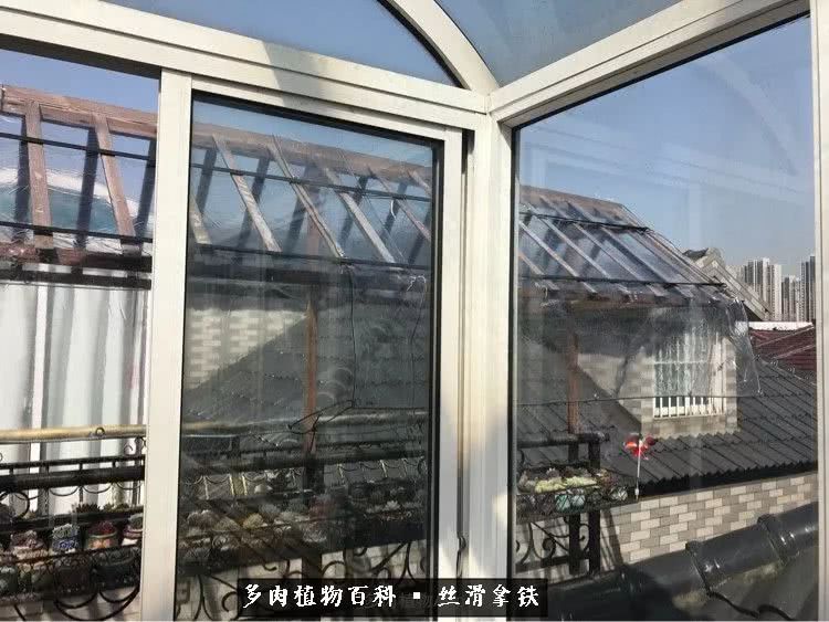 总结一下养多肉的夏天,好养活的多肉冬天和夏天