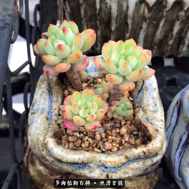 总结一下养多肉的夏天,好养活的多肉冬天和夏天