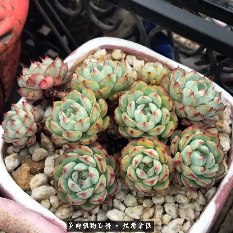 总结一下养多肉的夏天,好养活的多肉冬天和夏天