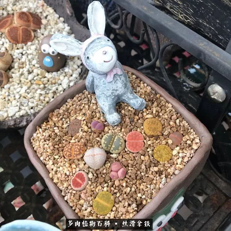 总结一下养多肉的夏天,好养活的多肉冬天和夏天