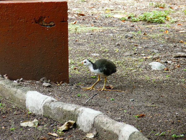 马尔代夫月桂岛攻略,7月份去马尔代夫