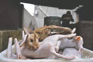 从“流浪”到“餐桌”鬼知道它们都经历了什么?