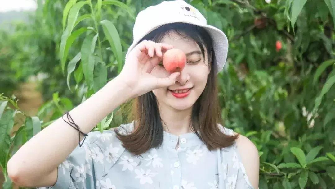 清甜爽脆的台湾甜桃已开采摘啦！30元任摘任吃！速度约起来！