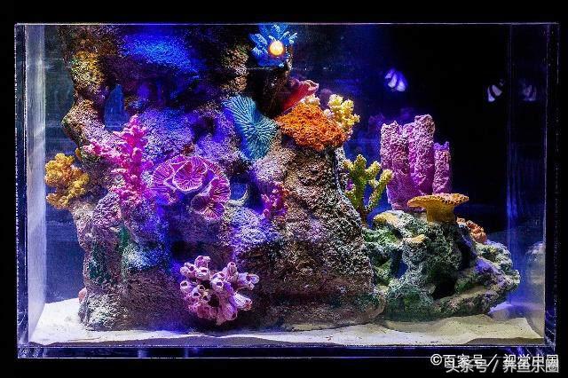 鱼缸爆裂预兆,鱼缸爆裂修复方法