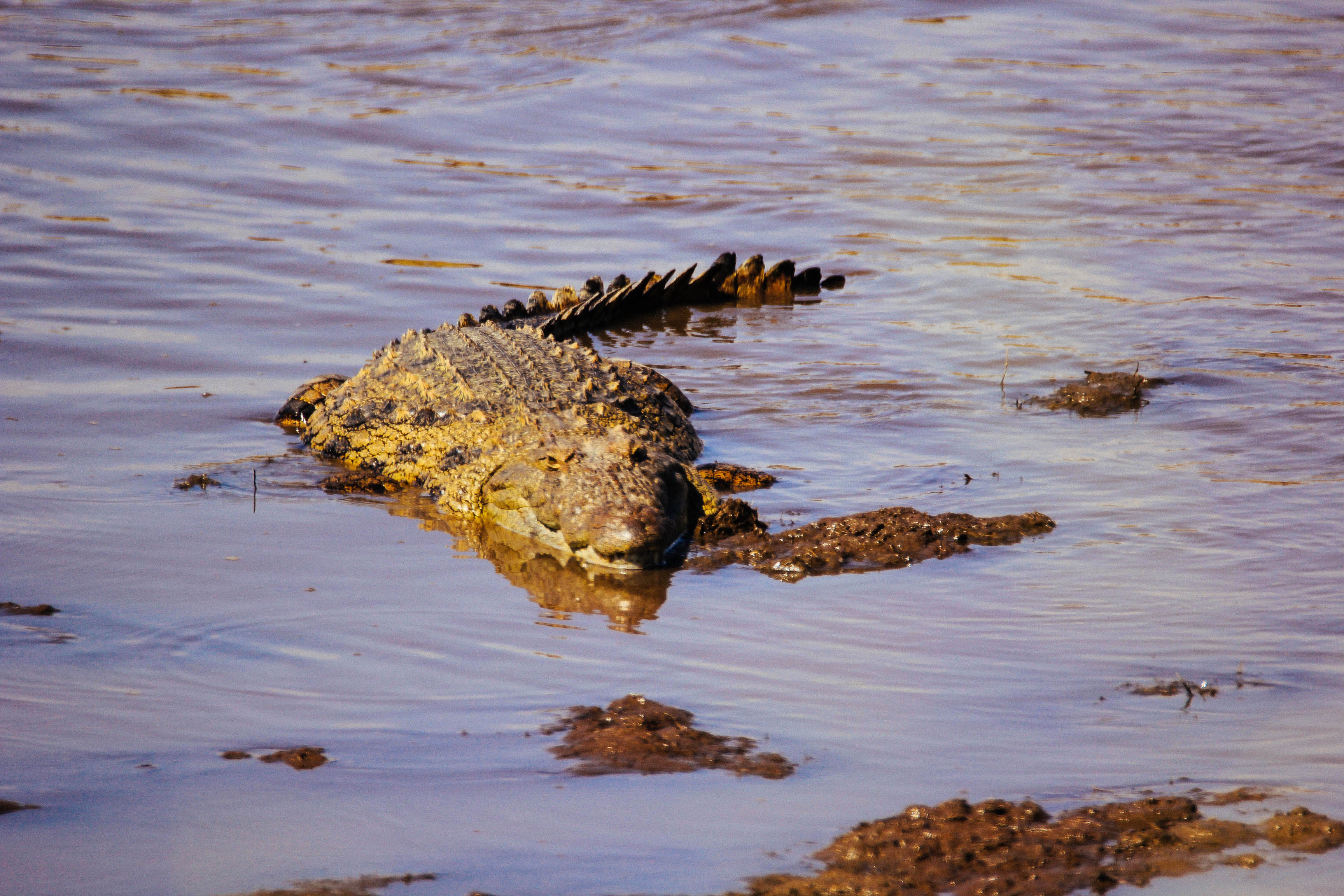 东非动物大迁徙央视,东非大草原动物大迁徙