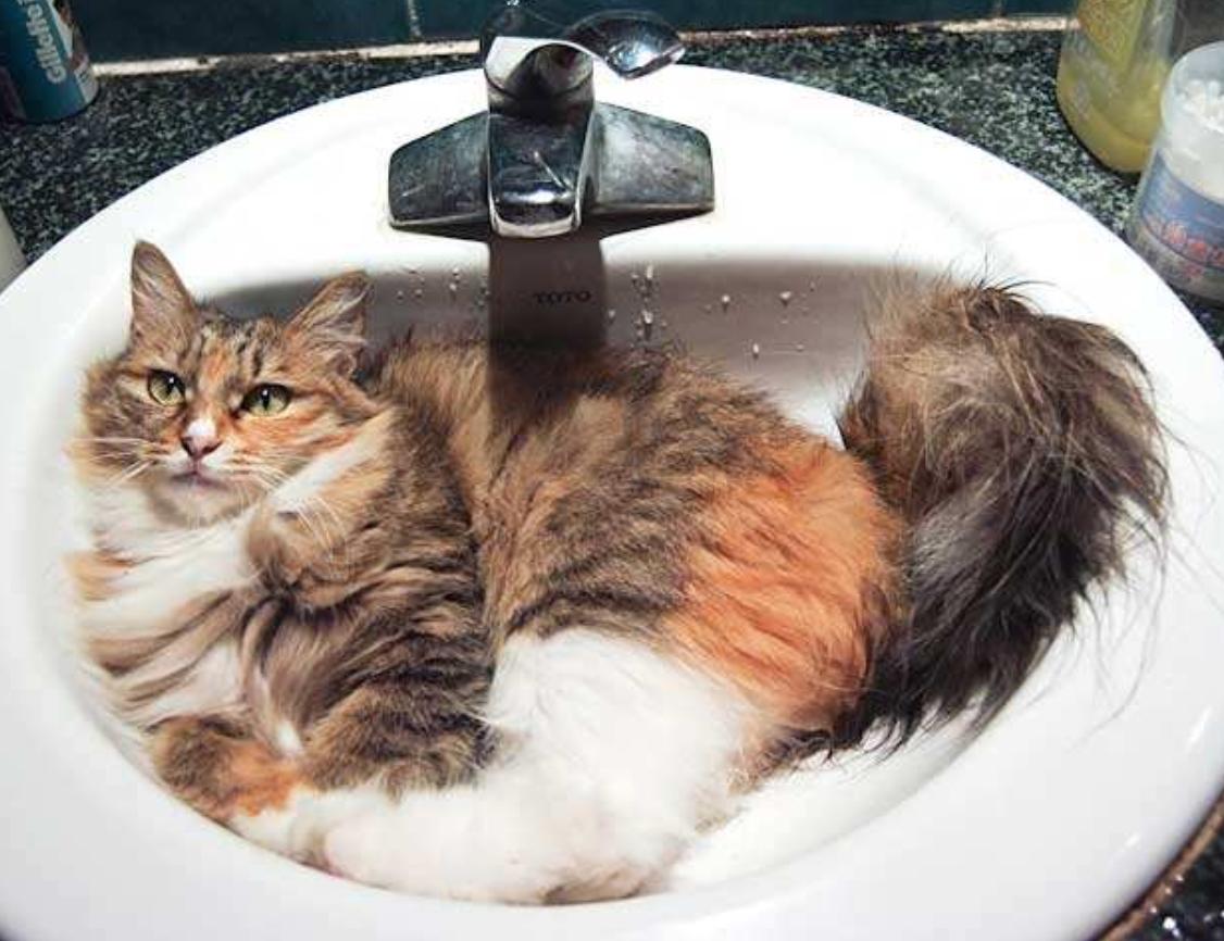 铲屎官担心自家猫咪着凉,猫咪也会中暑该如何应对