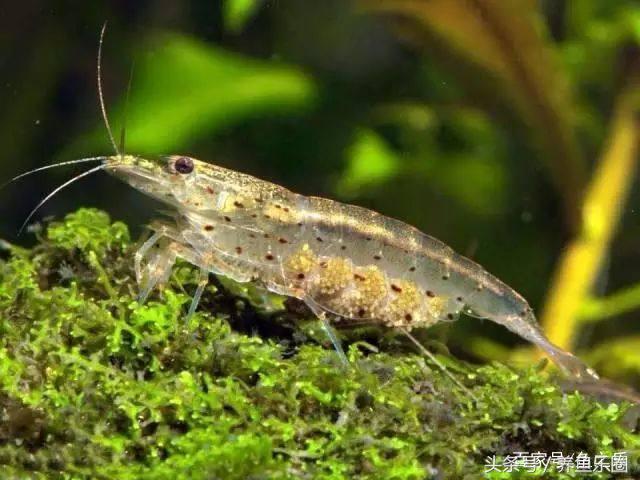 鱼缸丝藻用什么除藻液好用,鱼缸除藻剂用几天就除掉藻类