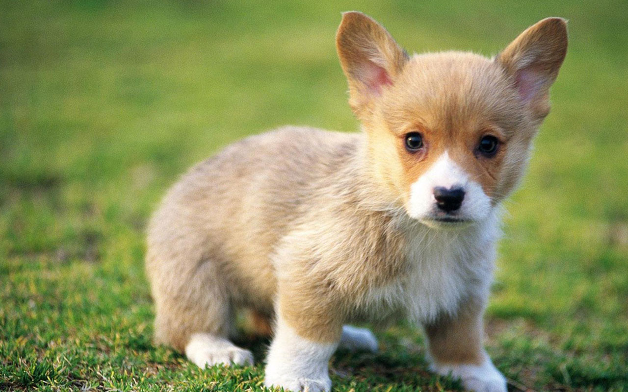 英语单词walk图片,英语walk的发音