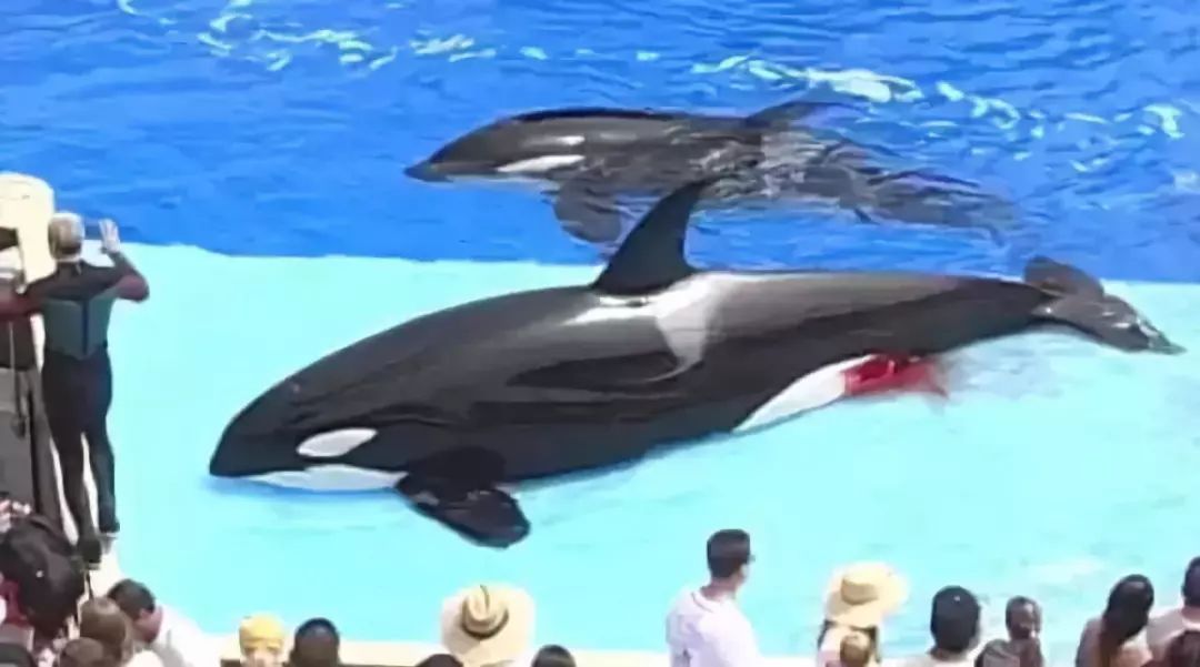 代购背后的骗局,代购十大骗局揭秘图