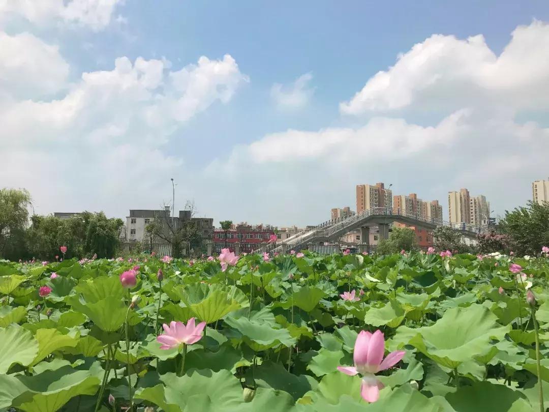 安庆师范大学在全国的排名，你知道吗