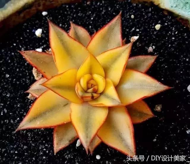 看看这些售价万元的多肉你认识几个