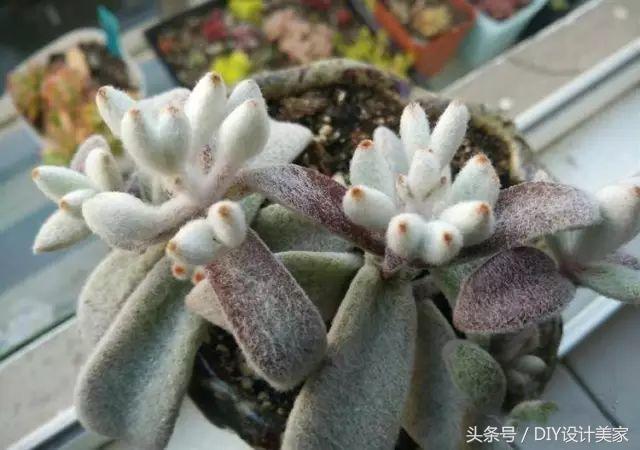 看看这些售价万元的多肉你认识几个