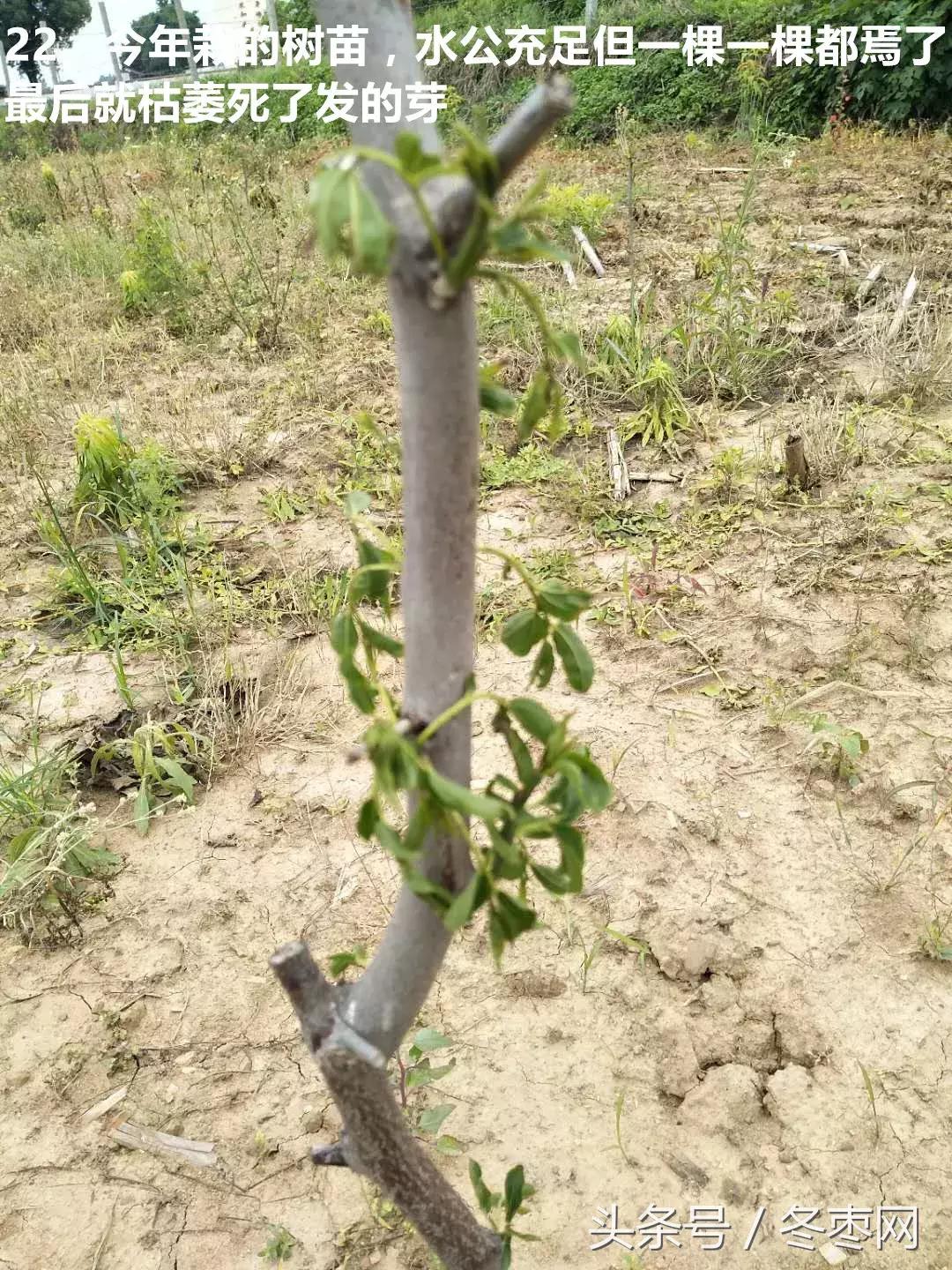 冬枣管理问题100期,冬枣管理问题解答第630期