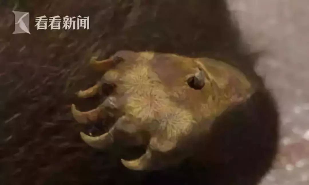 代购圈黑幕,代购十大骗局揭秘图