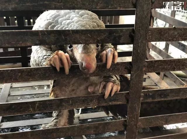 朋友圈代购真实案例,代购骗局揭秘朋友圈