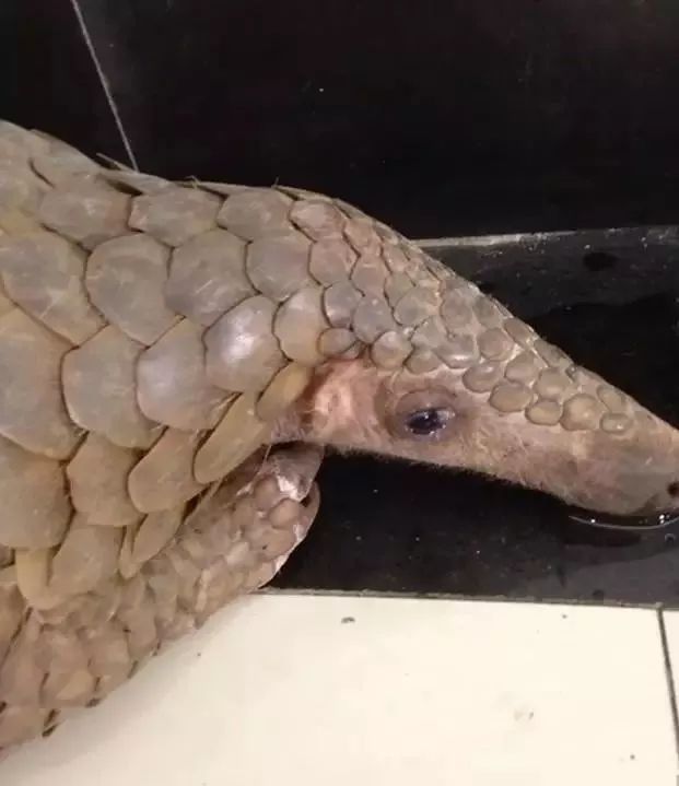 朋友圈代购真实案例,代购骗局揭秘朋友圈