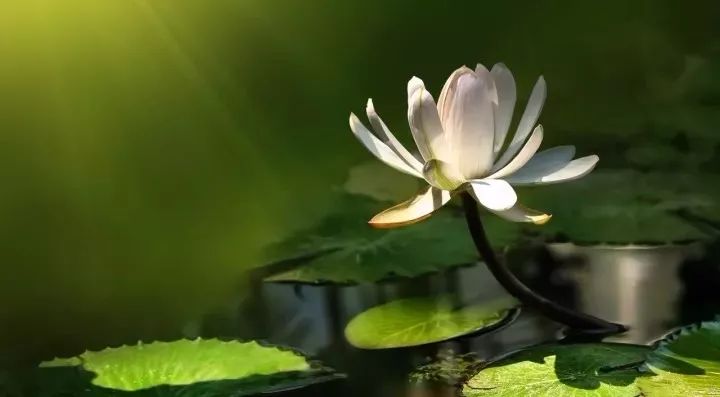 那些年倒背如流的话,那些年背过的文言文