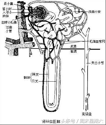 心脏有问题左肩膀会酸痛吗,心脏疼会引起手腕疼大腿疼