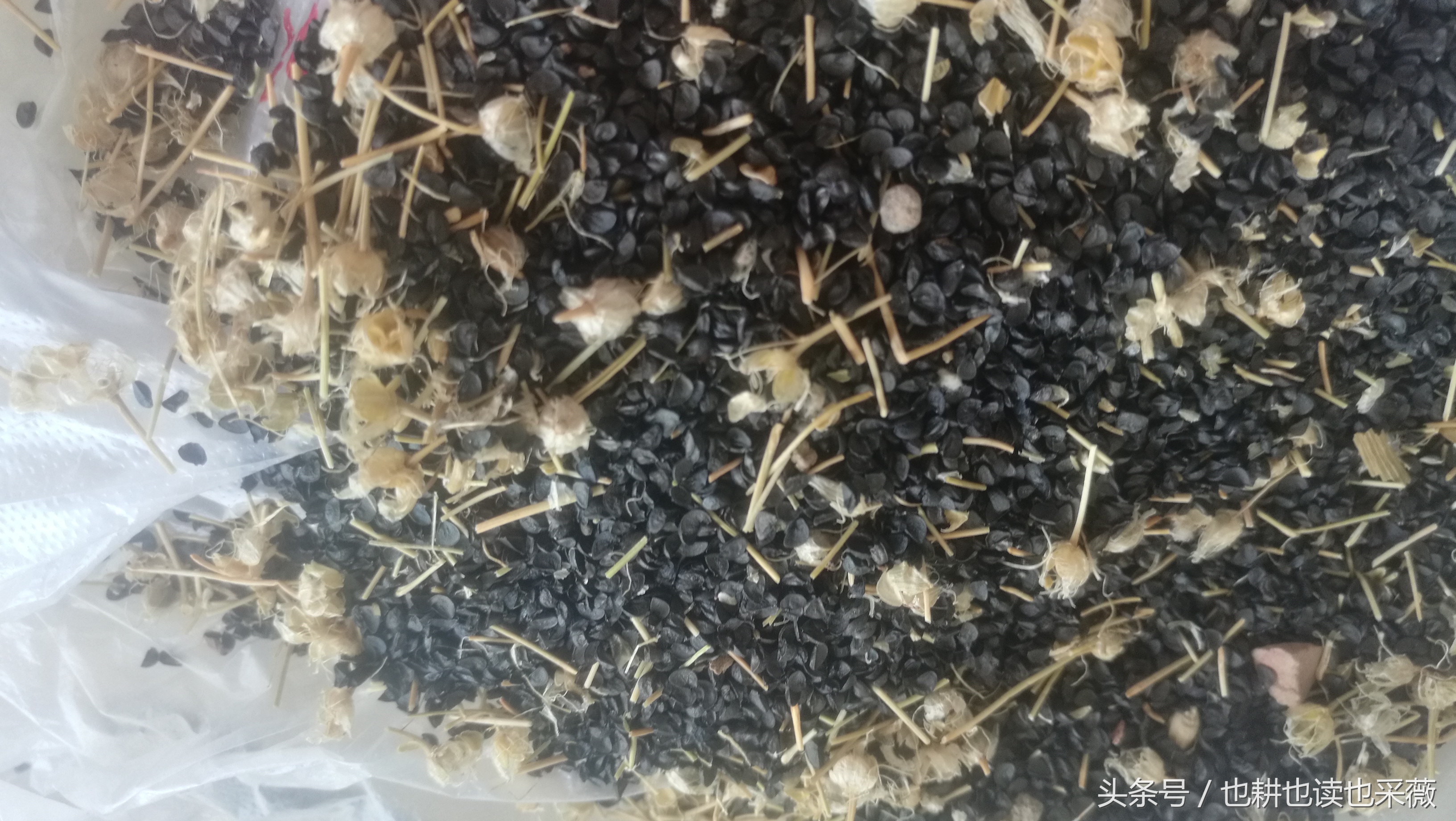 洛阳民生：远离毒大葱，你离自种无公害小香葱可能只差五块钱！