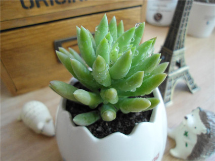 千佛手开花怎么养护好,仙人掌类千佛手怎样养护