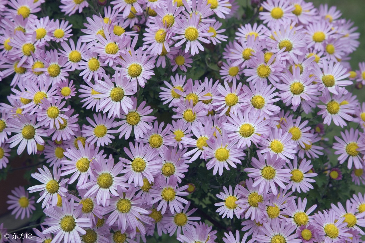 描写菊花的好词好句好段,形容菊花千姿百态的好句