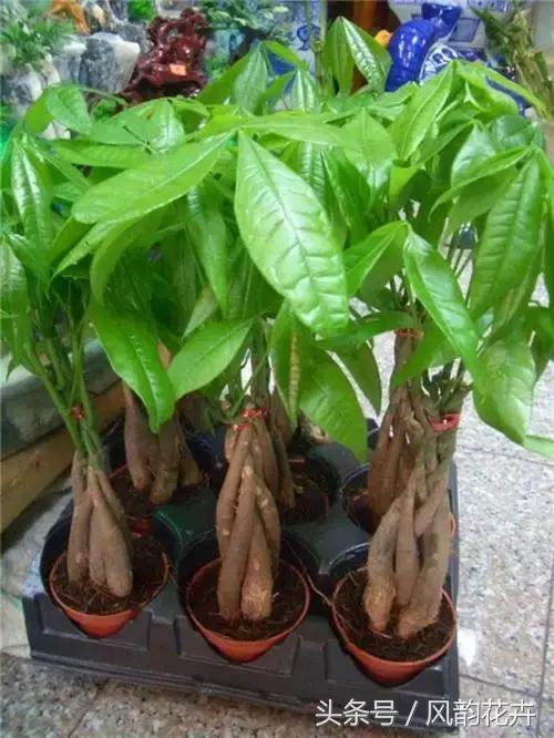 发财树和大叶伞有什么区别,发财树和七叶树的区别