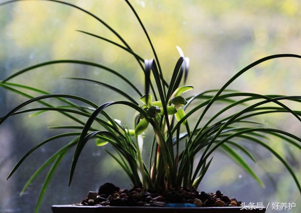 庭院种上这9大香花,花香四溢!