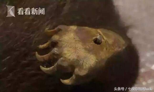 最可怕的代购骗局,朋友圈代购什么行为