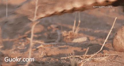 真正的代购骗局,代购究竟有多暴利