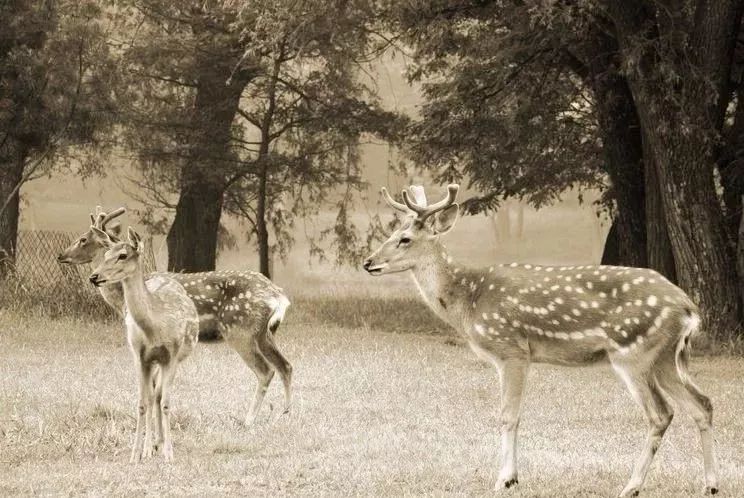 代购骗局揭秘朋友圈,朋友圈里卖低价服装的真相