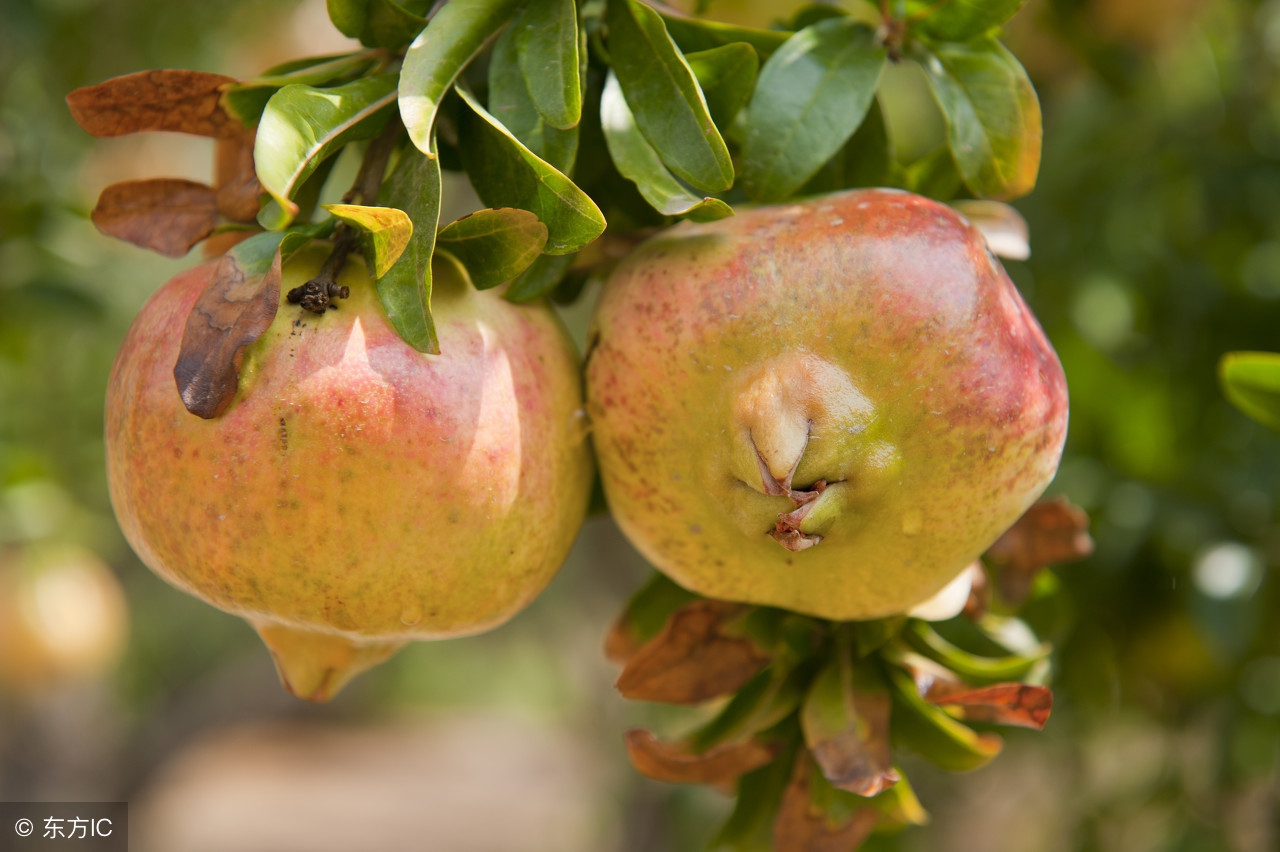 苹果树误喷了除草剂如何抢救,果园用过草甘膦有挽救办法吗