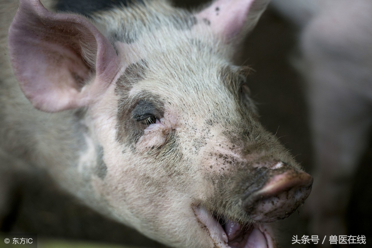 拨开迷雾见天日,拨开迷雾特效