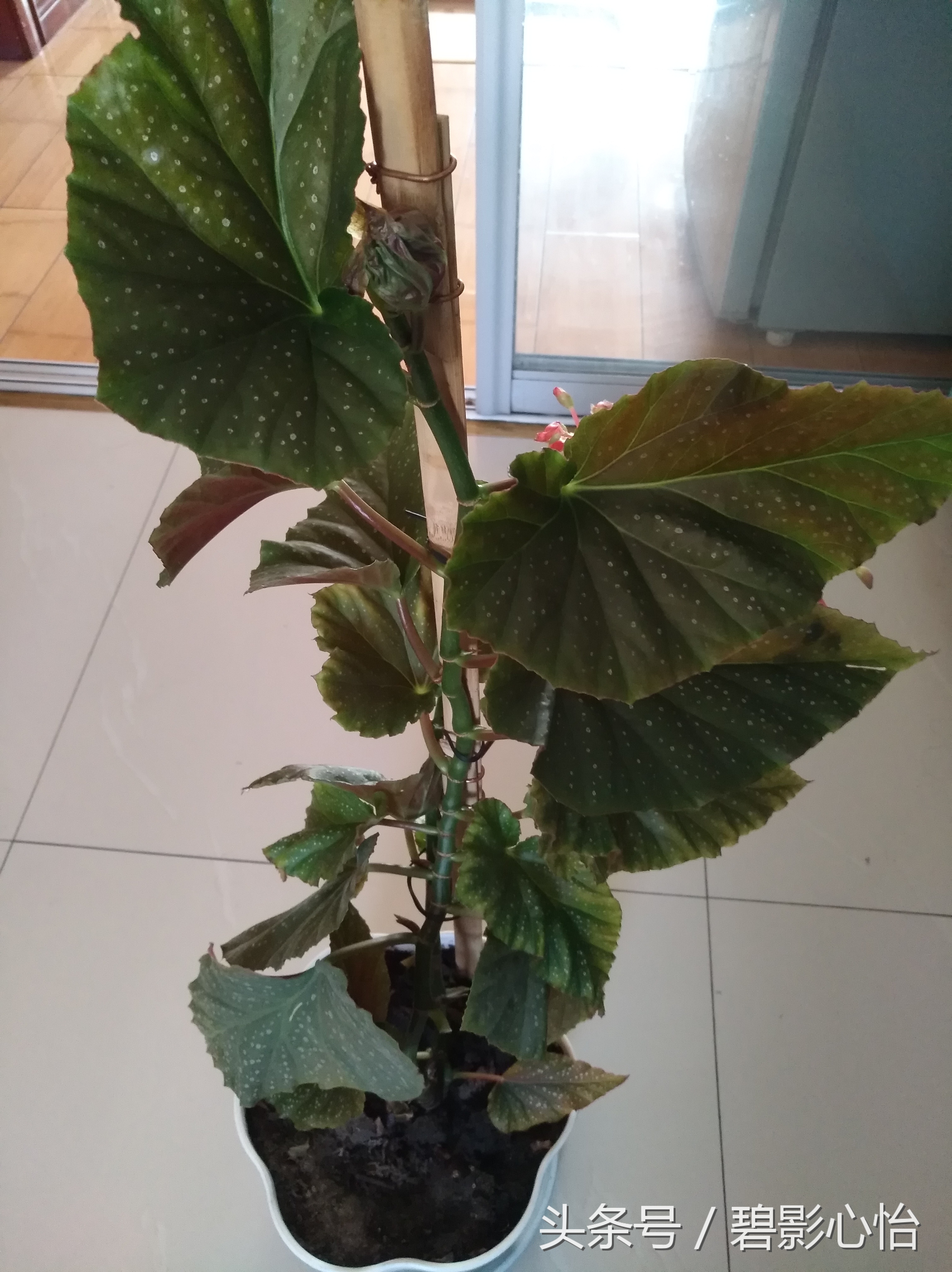 花痴絮花语，赏花好心情