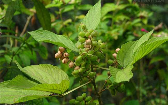 一种山上常见的野草,山里有一种野菜